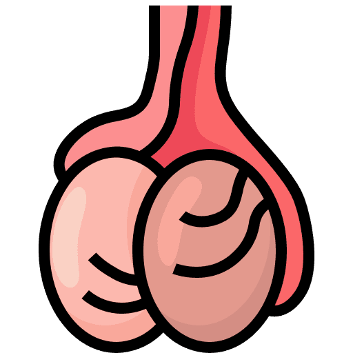 Testicles