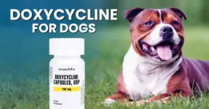 buy doxycycline for dogs without vet prescription
