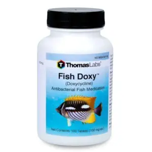 Doxycycline Dosage for Common Fish Diseases