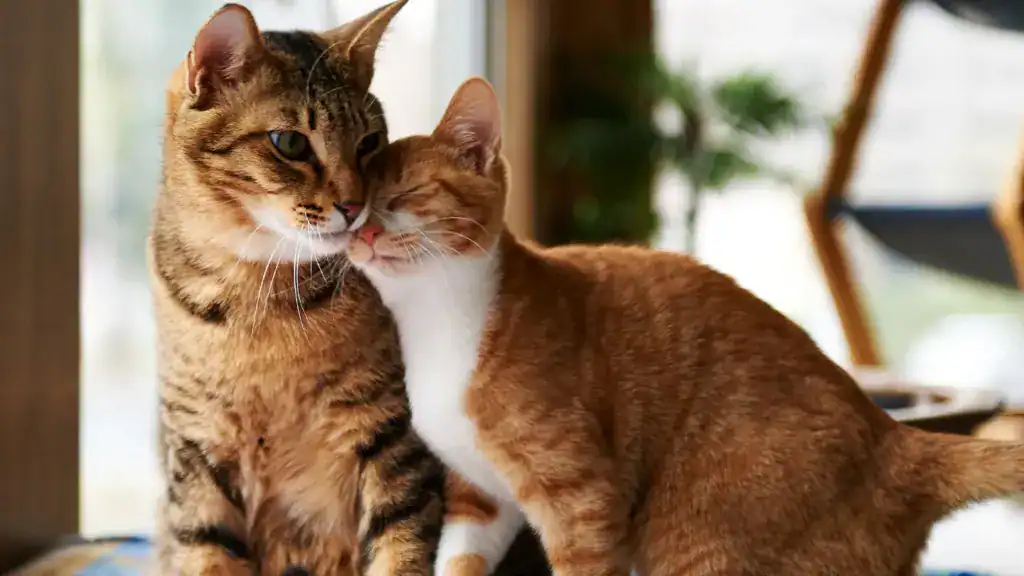 Buy Doxycycline for Cats